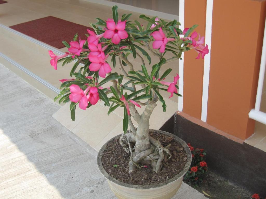Cordelia Chiangrai Hotel Chiang Rai Buitenkant foto